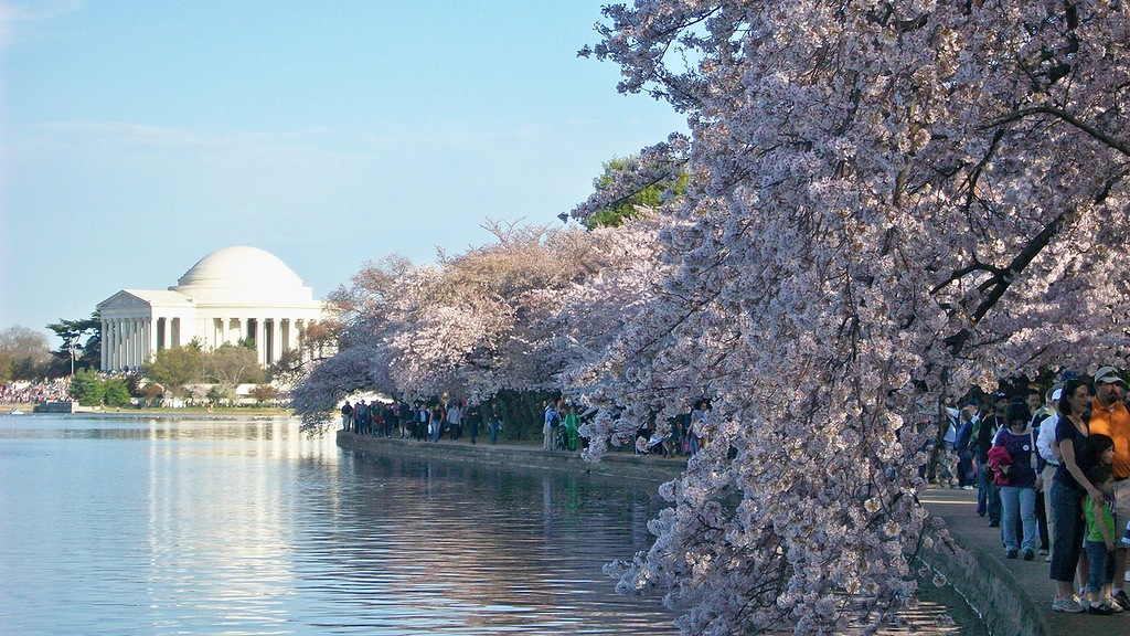 sakura